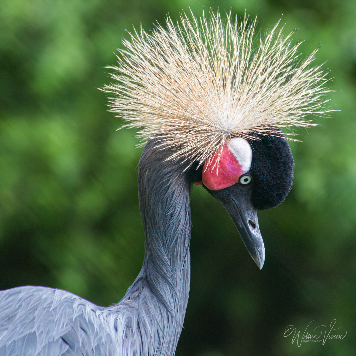 20150531_Beekse Bergen_2689-bewerkt
