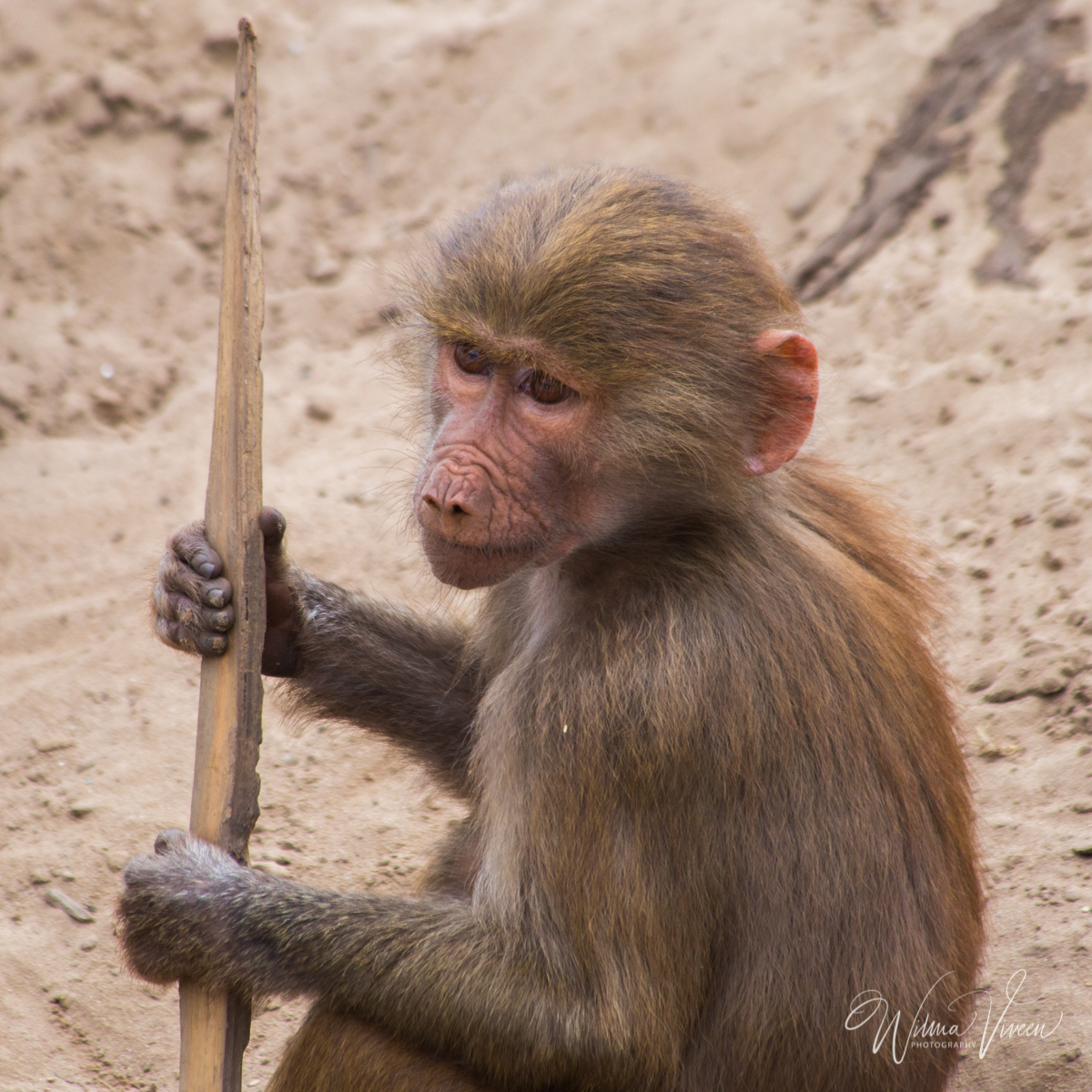 20150531_Beekse Bergen_2702