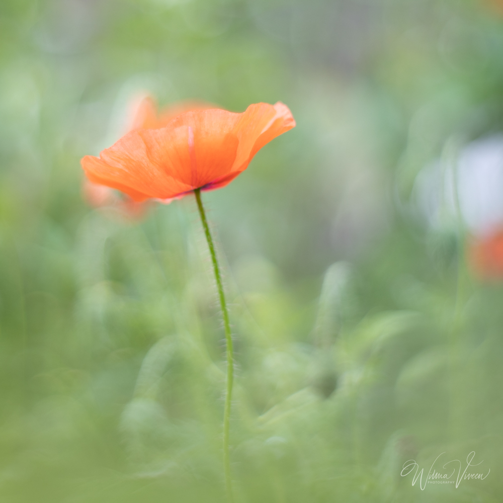 20210623_naamloos_4587